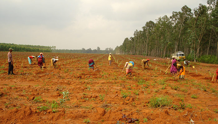 Tree planting in India